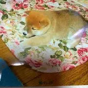 かっしー
