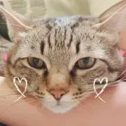 うめとろの画像