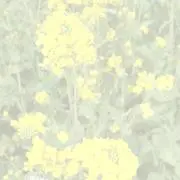 いおの画像