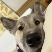 なぎの画像