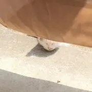 ARIAの画像