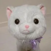 ねこの画像