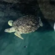かなの画像