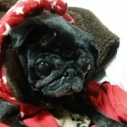 momoの画像