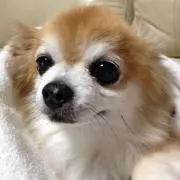 Tomo