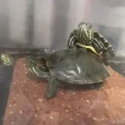あっちゅん