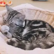 彩