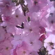 きょんちゃんの画像