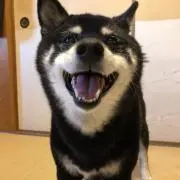 キノシタの画像