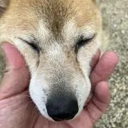 リンダマン
