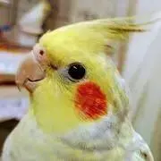 MJの画像