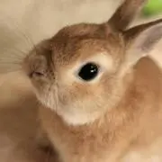 うさぎの画像