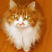 なるとの画像