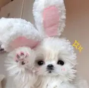 ♡の画像