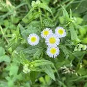 ニームニームの画像