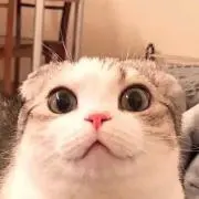 ヴィオネの画像