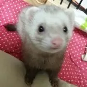 シナモンの画像
