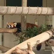 ゆの画像
