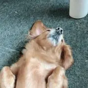 百音