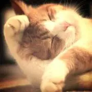いっちゃんの画像