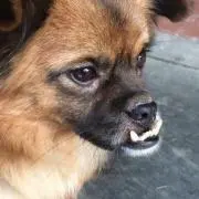 水本