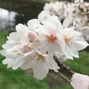 はちのぶぶの画像