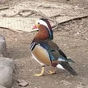 かものはしの画像