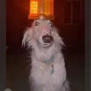 あさりの画像