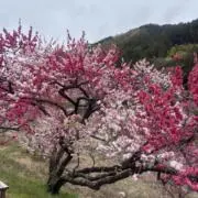 こむぎの画像