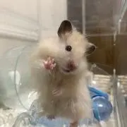 もふもっしゅの画像