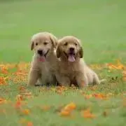 ♜ ヤン