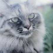 ゆとの画像