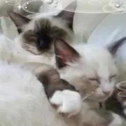 ココ⭐️マロの画像