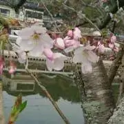 アポロの画像