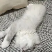 ぴよ