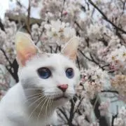 あんなぽんの画像