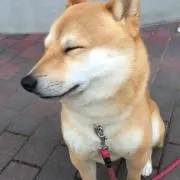COCKの画像