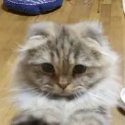mikan