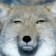 ヒジキ