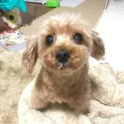 モカ