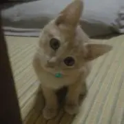 すず