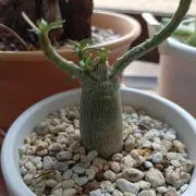 のまの画像