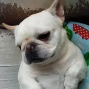 マダラの画像