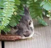 ツメナシカワウソの画像