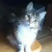 ろじえーる☆プロフ必読の画像