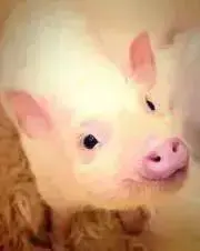 はむさんの画像