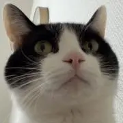 ゆのさまの画像