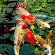 Summer@即購入OK・24H以内発送の画像