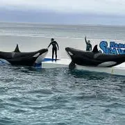 ゴルゴルくんの画像