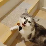 Kikiの画像